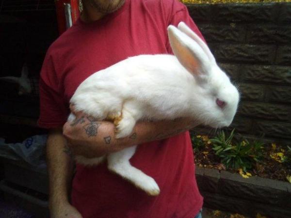 Image 5 of New Zealand White Pure Bred Large Rabbits
