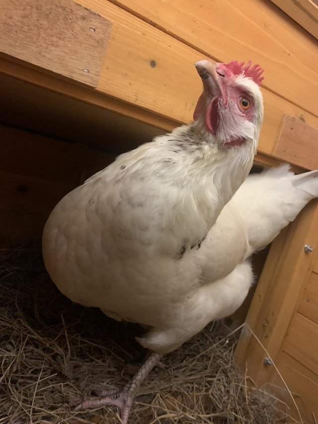 Preview of the first image of 2 female chickens for sale (Good egg layers).