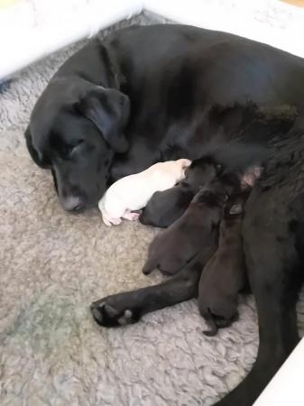 Image 4 of 1 week old Black Labrador Retriever puppies