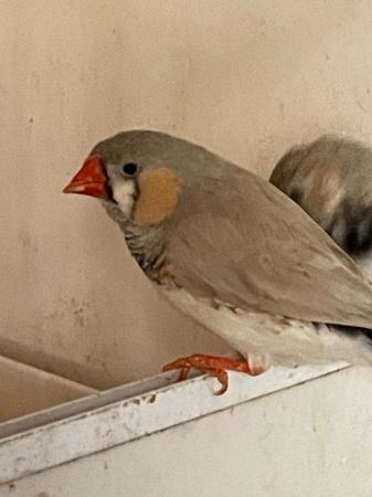 Image 2 of Zebra Finches For Sale Scunthorpe