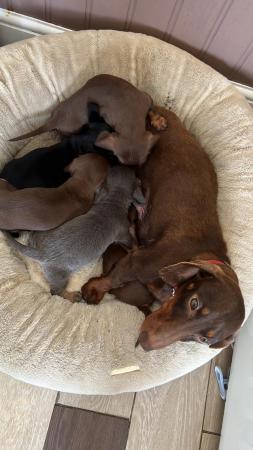 Image 5 of Dashund puppy’s for sale