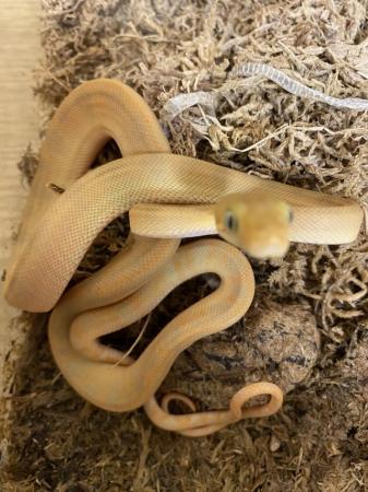 Image 2 of Baby Amazon tree boas11 baby’s all eating well  3,5,6 sold