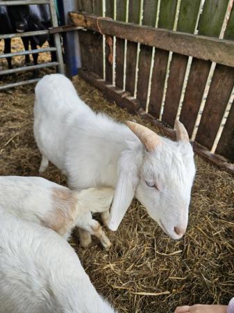 Image 2 of Entire Billy Goat for Sale