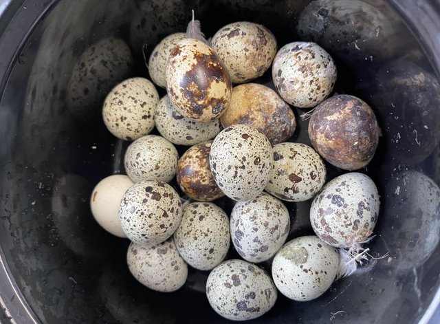 Preview of the first image of Coturnix Quail Fertilised hatching eggs 12.