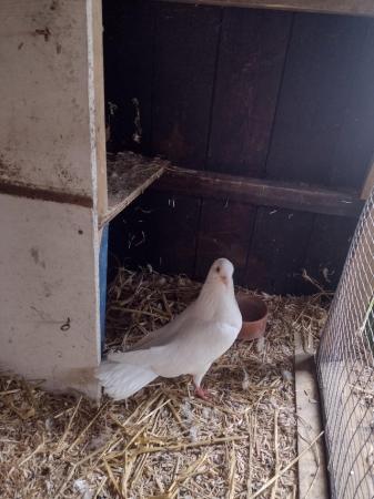Image 5 of Two White garden pigeons