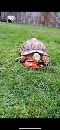 Image 1 of Re-homing all tortoises