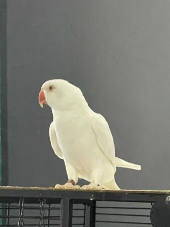 Image 4 of Beautiful white female ringneck parrot for sale