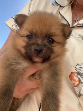Image 14 of Pomeranian puppies extra fluffy 1 girl and 1 boy available