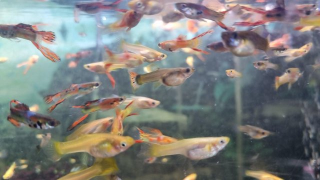 Image 3 of Baby guppies 10 for £10 Bright colours. All ages.