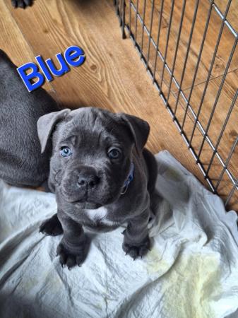 Image 8 of Blue staffy puppies mixed litter