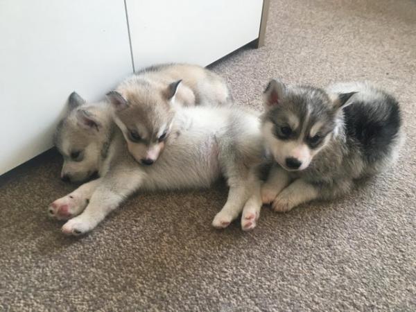 Image 22 of Gorgeous Siberian husky puppies for sale!