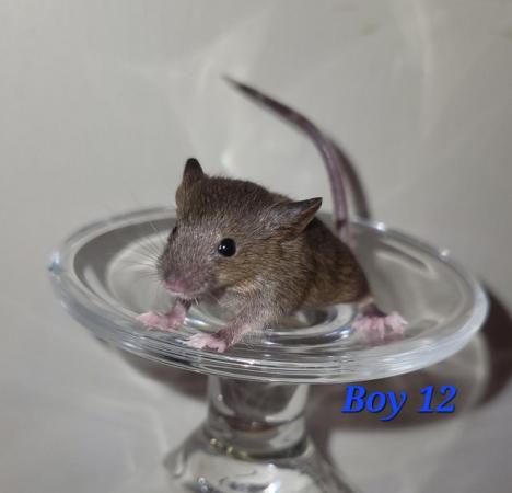 Image 17 of Baby mice - boys £2 great pets. 2 left