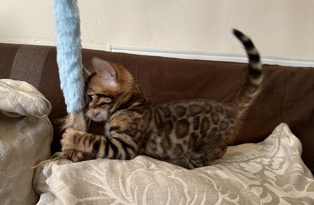Image 31 of Tica bengal kittens for sale!