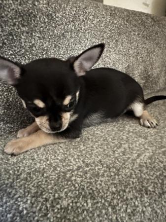 Image 9 of Stunning KC Registered Chihuahuas