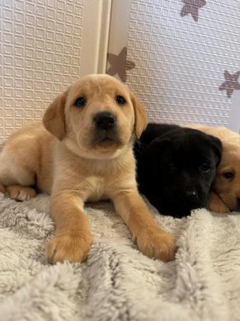 Image 10 of !!READY NOW!! KC Labrador puppies