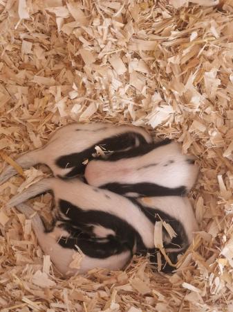 Image 4 of skunk kits black&white ready to reserve!