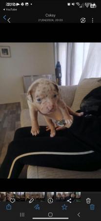 Image 3 of Pocket bulldogs forsale  reduced !!!!!!!!!!!!! Reduced !!!!!