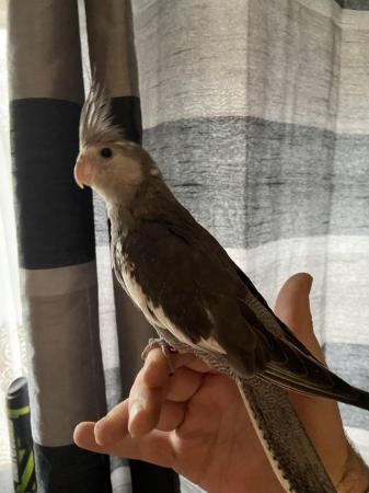 Image 3 of Baby hand reared cockatiels now available