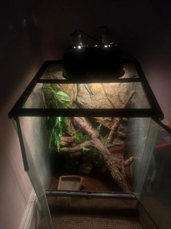 Image 3 of Crested gecko and enclosure for sale £150