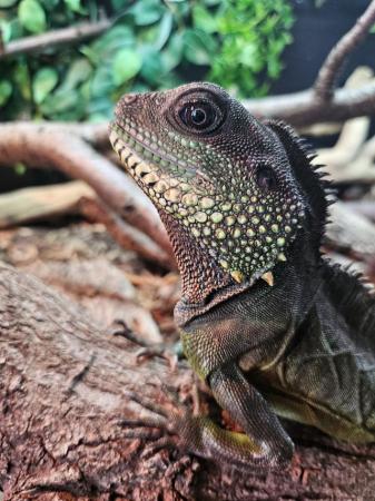 Image 1 of Adult male Chinese water dragon needing new home