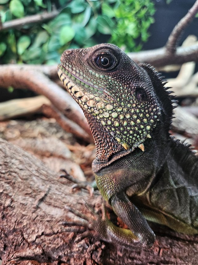 Preview of the first image of Adult male Chinese water dragon needing new home.