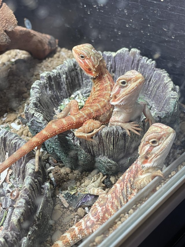 Preview of the first image of Bearded dragons (breeding pair).