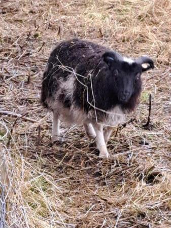 Image 7 of 4 Pure Bred Shetland Rams for sale