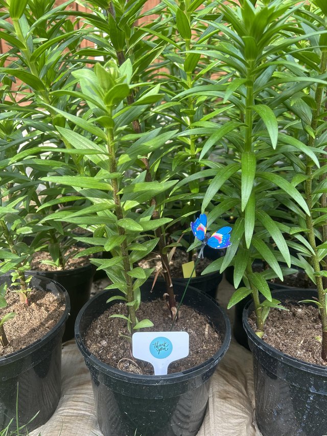 Teacher gift / garden plants / flowers reduced — photo 2 of 3