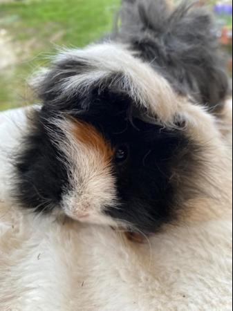 Image 8 of Beautiful female guinea pigs 3 months old