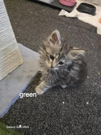 Image 3 of Maine coon silver tabby girl available tica