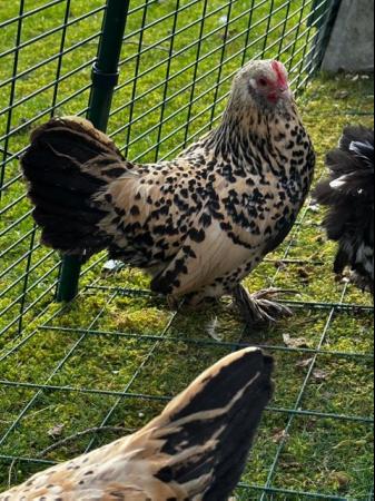 Image 26 of Chicks of various breeds and sizes