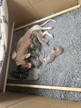 Image 2 of *3 Left* Miniature Dachshund Puppies