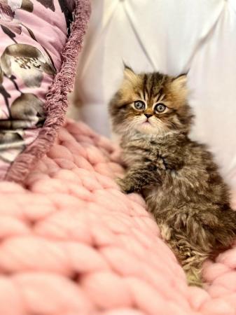 Image 1 of **Stunning 5 generation pedigree Persian kittens**