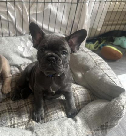 Image 10 of French bulldog last boy left kc registered ready to leave!