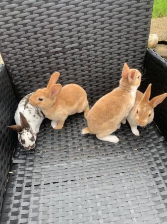 Image 5 of Mini Rex baby rabbits ready now!