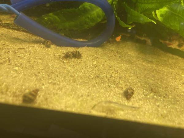 Image 3 of Assassin snails £1.25 each or 10 for £10
