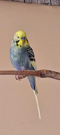 Image 3 of I have 2 Budgies for sale