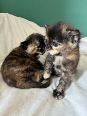 Image 2 of 2 female kittens 4 weeks old