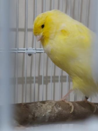 Image 5 of 3 yorkshire canaries with cage
