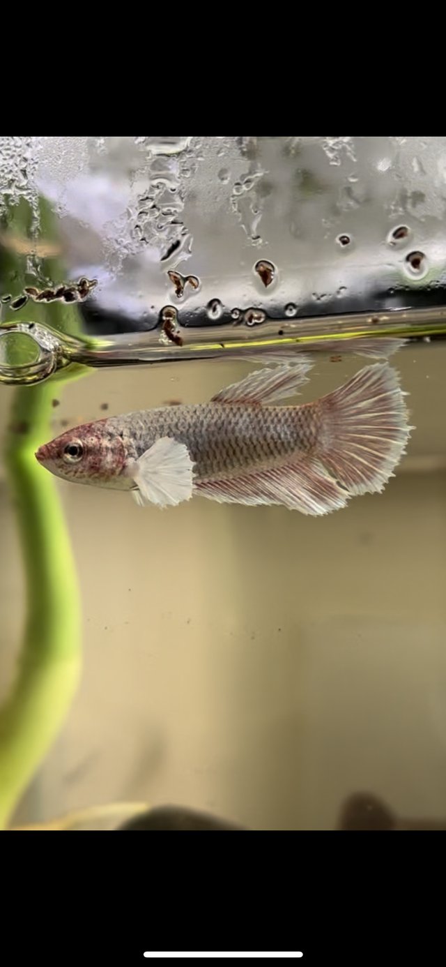Preview of the first image of Need to rehome my betta fish.