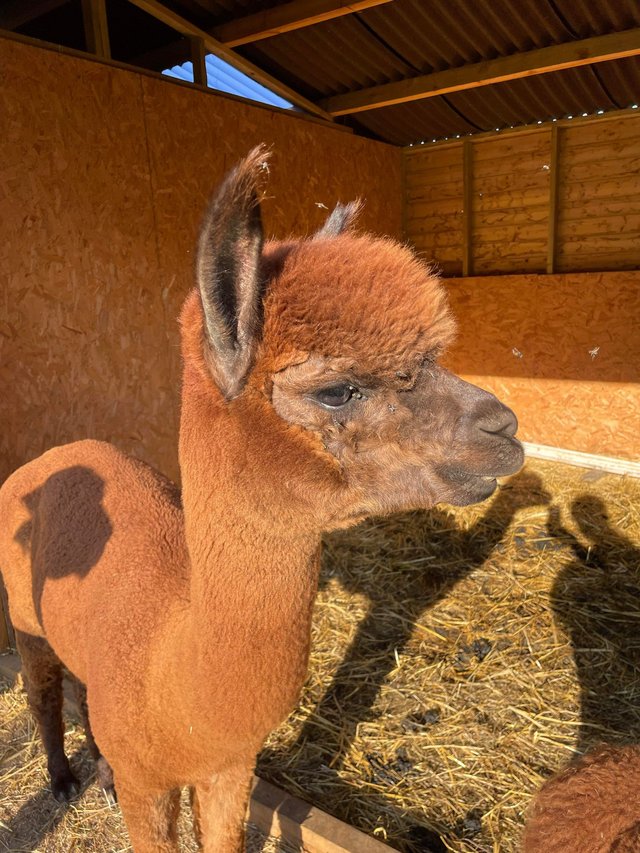 Preview of the first image of Male Alpacas needing new homes.