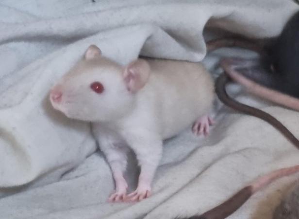 Image 3 of 6 week old male rats for sale