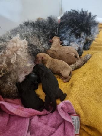 Image 6 of TOY poodle - READ ADVERT
