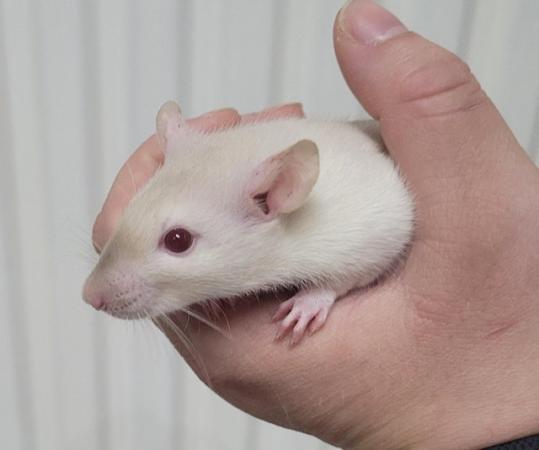 Image 11 of Baby straight hair and double rex male siamese rats