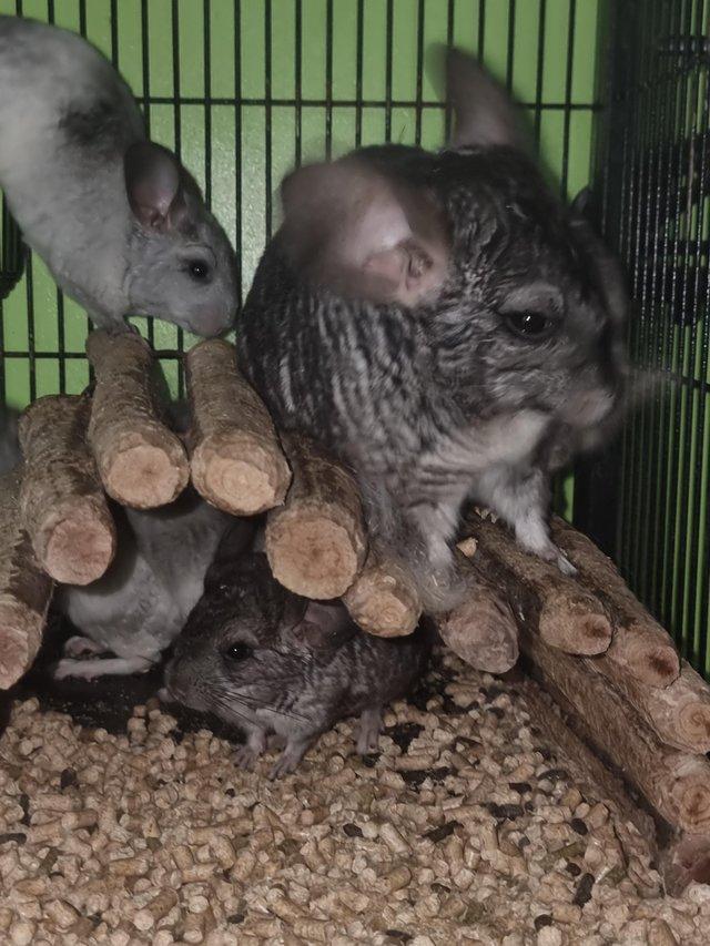 Beautiful soft friendly babies — Pets & Animals in Colchester