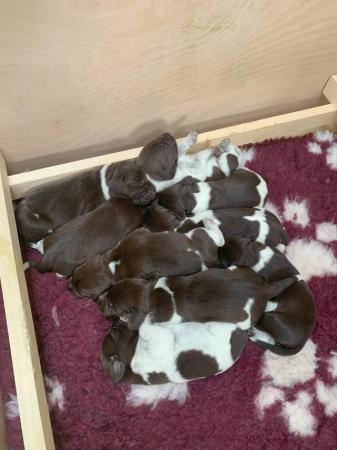Image 3 of KC Reg German Shorthaired Pointer Puppies