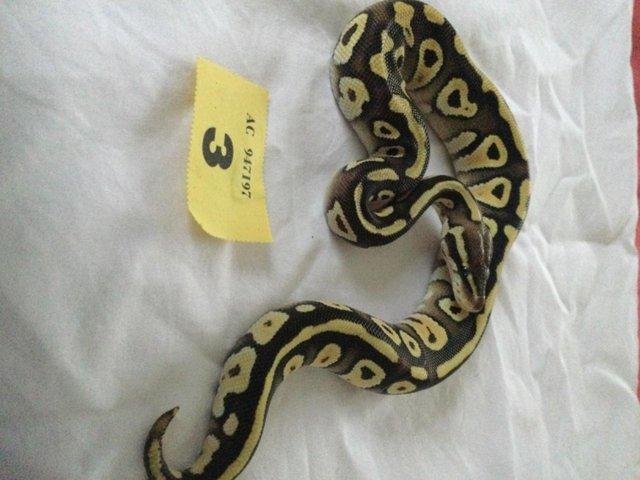 Preview of the first image of Pastel Mojave het ghost baby ball python.