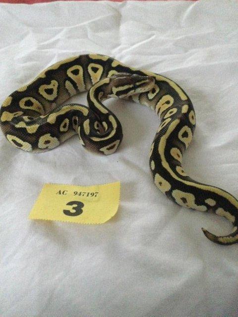 Preview of the first image of Pastel Mojave het ghost baby ball python.
