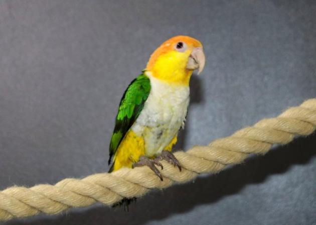 Image 4 of Baby Yellow Thigh Caique for sale,19