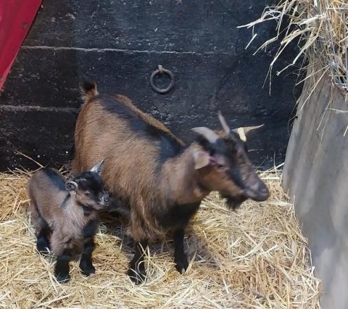 Image 2 of Pygmy Goat Kids ( Lovely Tri Colours )